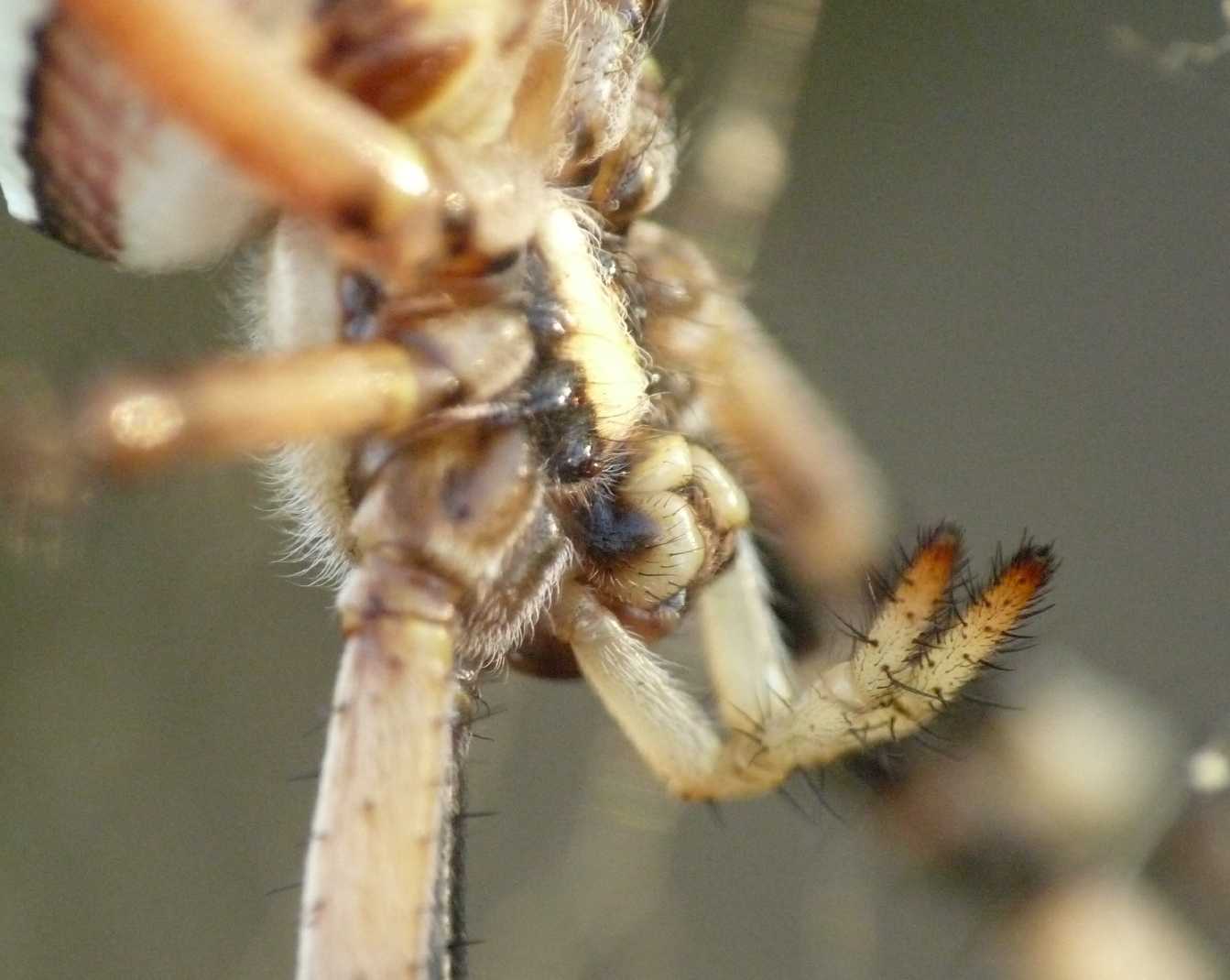 Il paradiso delll''Argiope